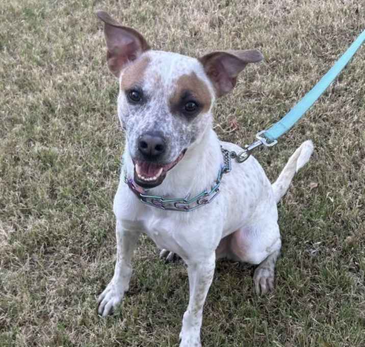 Photo of Otis