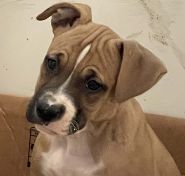 Photo of Boxer Mix Puppies M