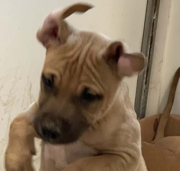 Photo of Boxer Mix Puppies F