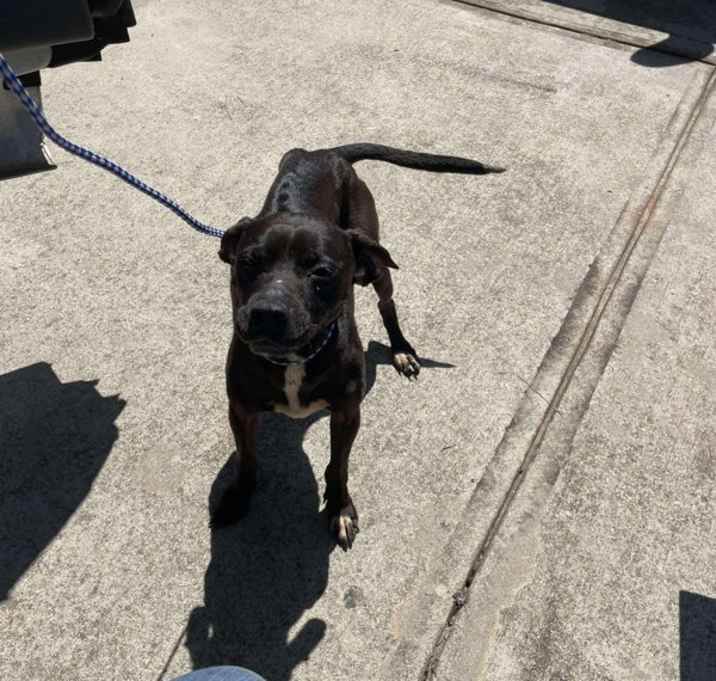 Photo of Sadie
