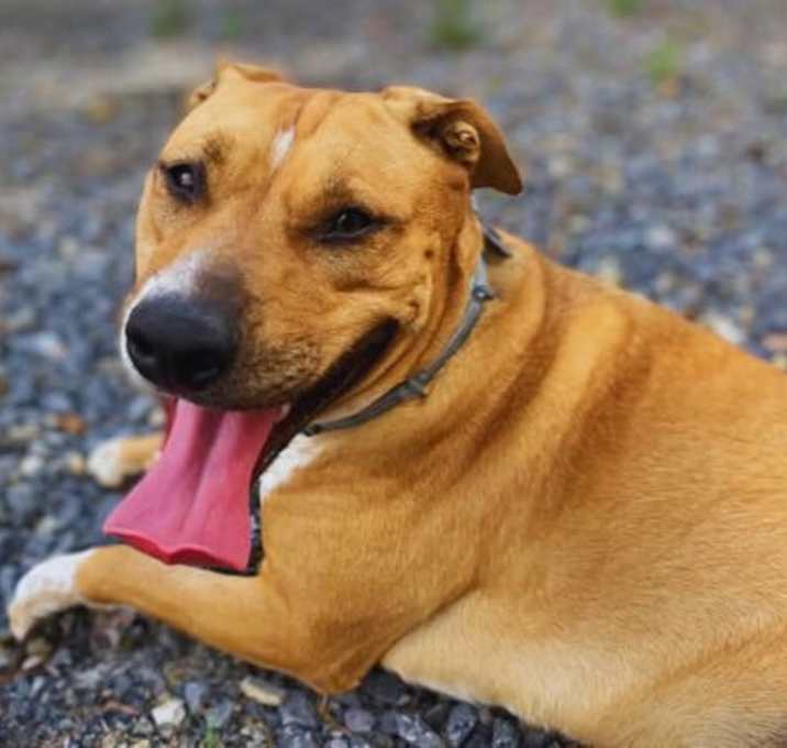 Photo of Bailey