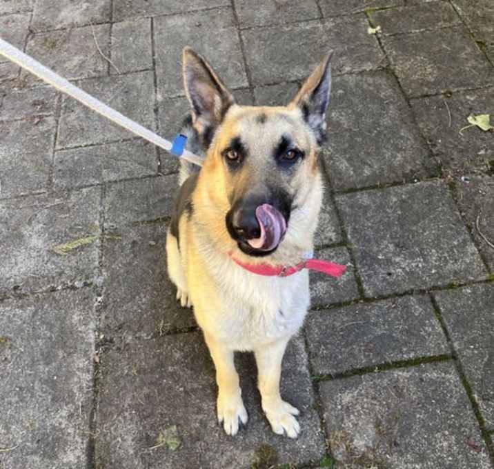 Photo of * Clyde - Adoption Pending