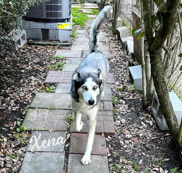 Photo of Xena #blue-eyed-beauty