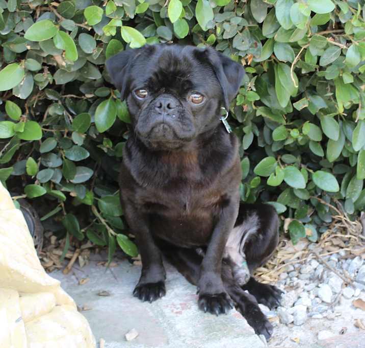Photo of Dirk - Black Pug