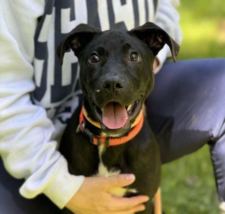 Photo of Barkley