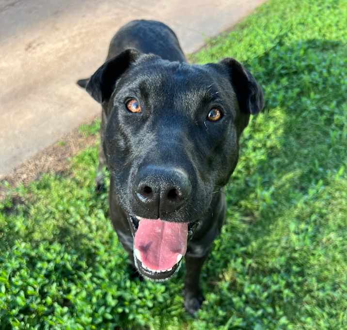 Photo of Ace 