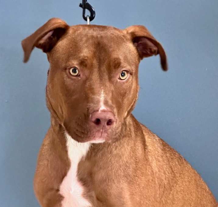 Photo of Chester