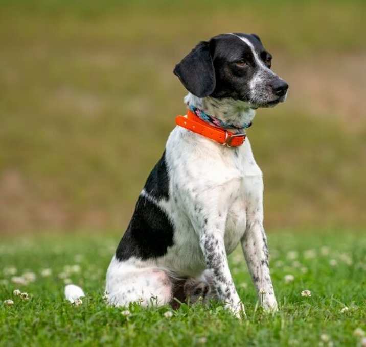 Photo of Buddy