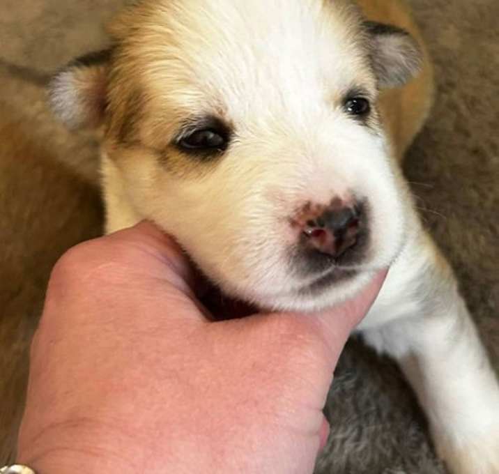 Photo of Nova
