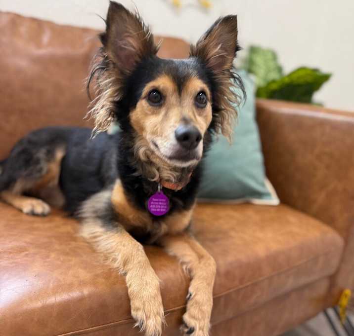 Photo of Lucky