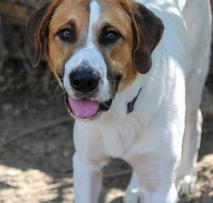 Photo of Woody