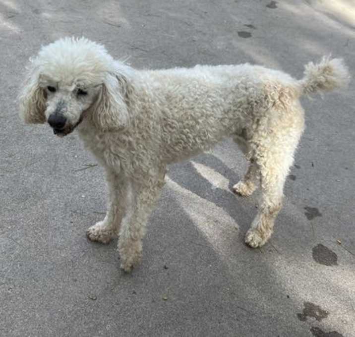 Photo of Cosette