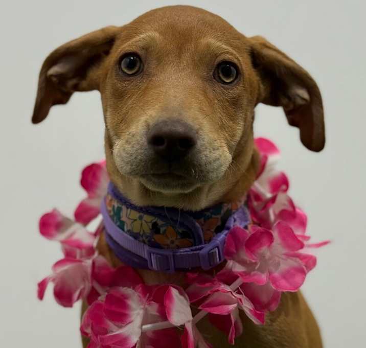 Photo of Ember Ranger