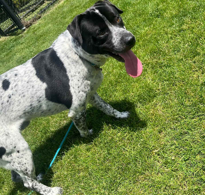 Photo of BUCK