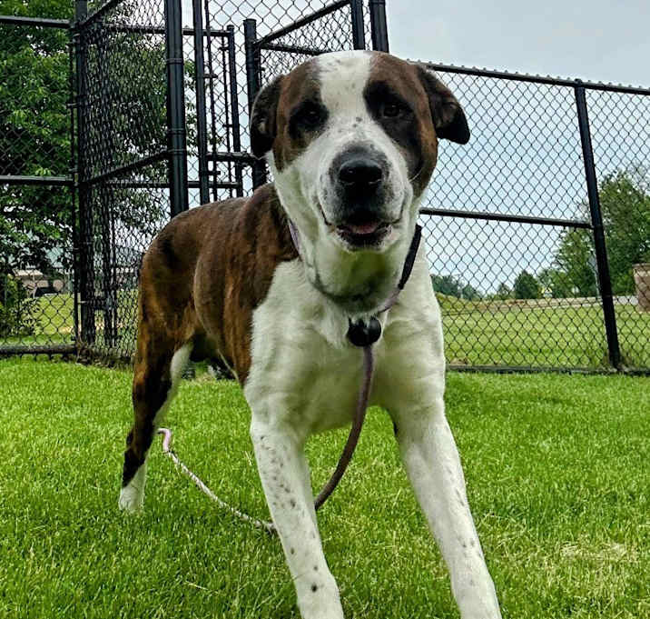 Photo of BENTLEY