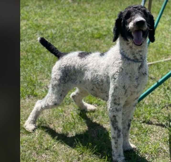 Photo of Willow
