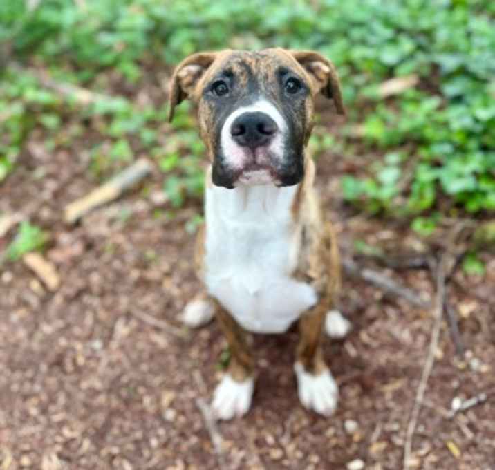 Photo of Professor Pooch