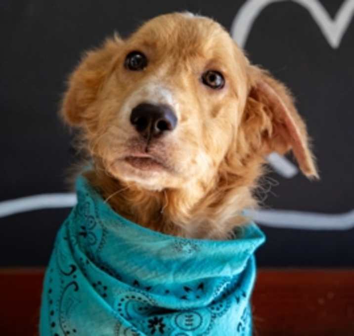 Photo of Toffy