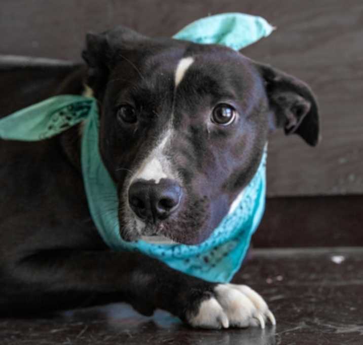 Photo of Dobbie