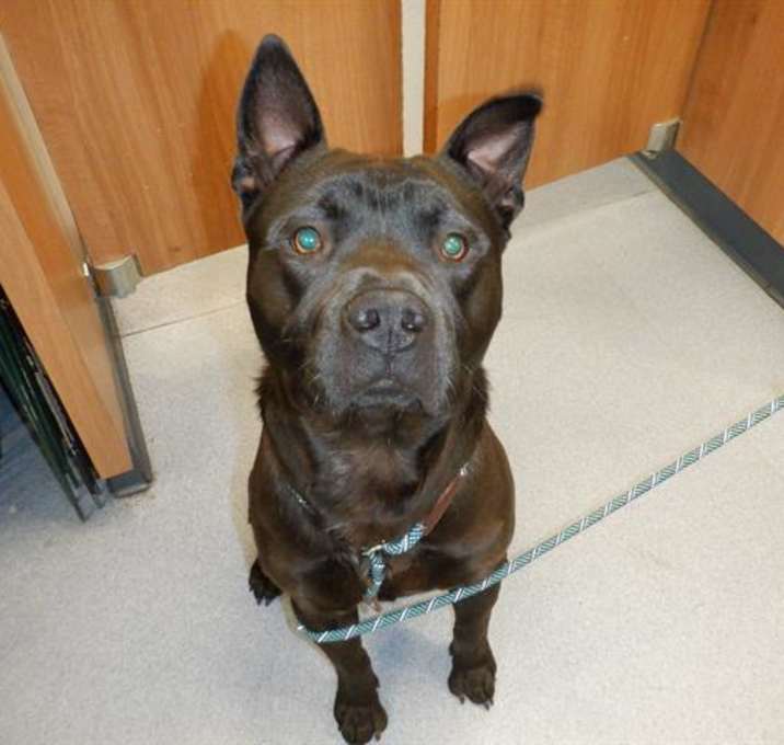 Photo of BENTLEY
