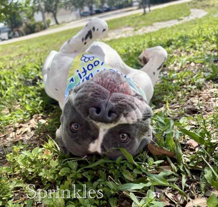 Photo of SPRINKLES