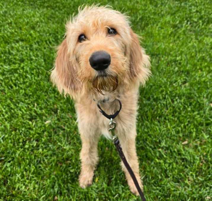 Photo of Roxie