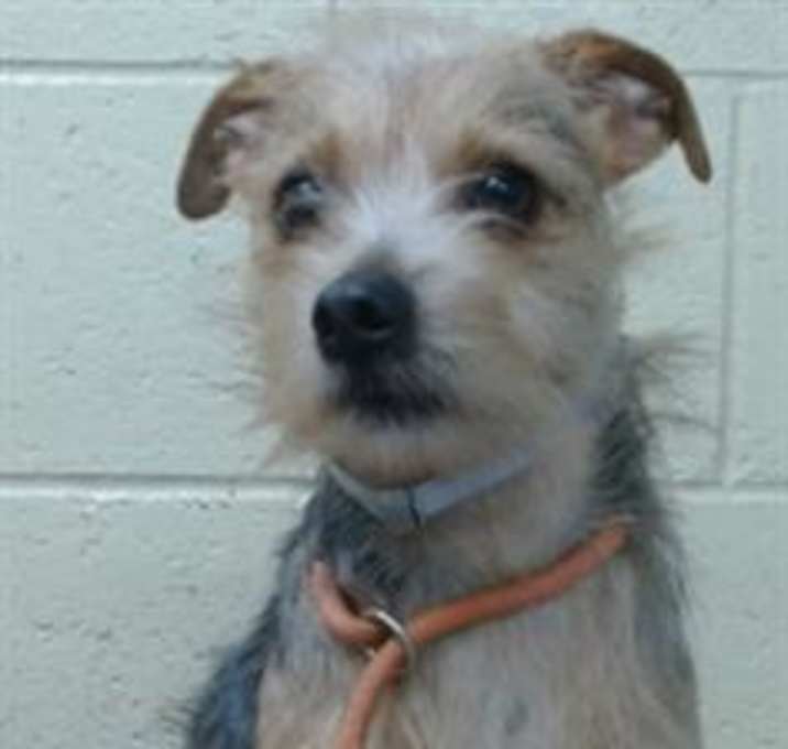 Photo of GANSITO