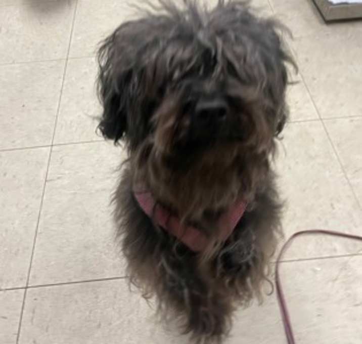 Photo of Daisy