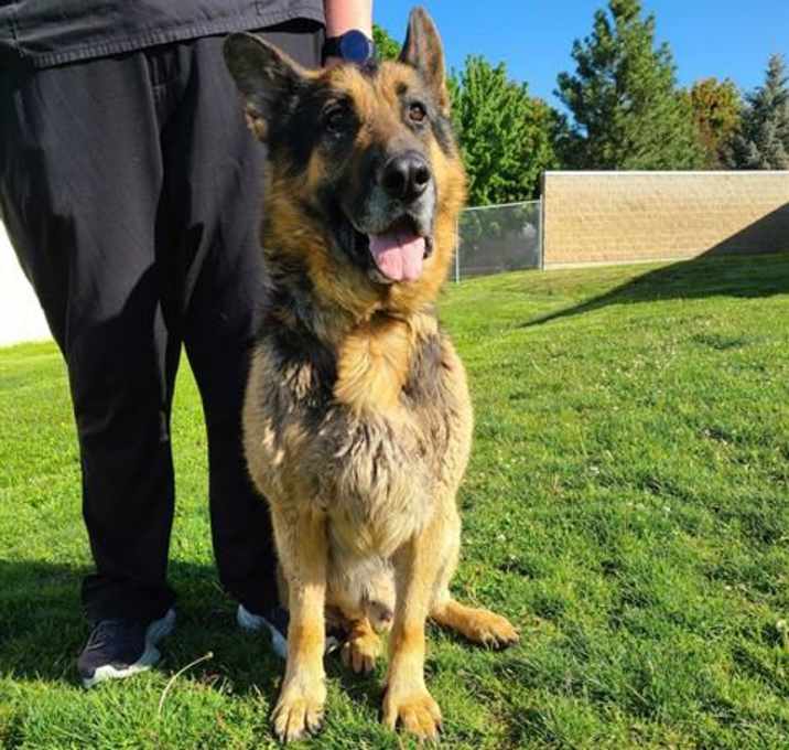 Photo of LOBO