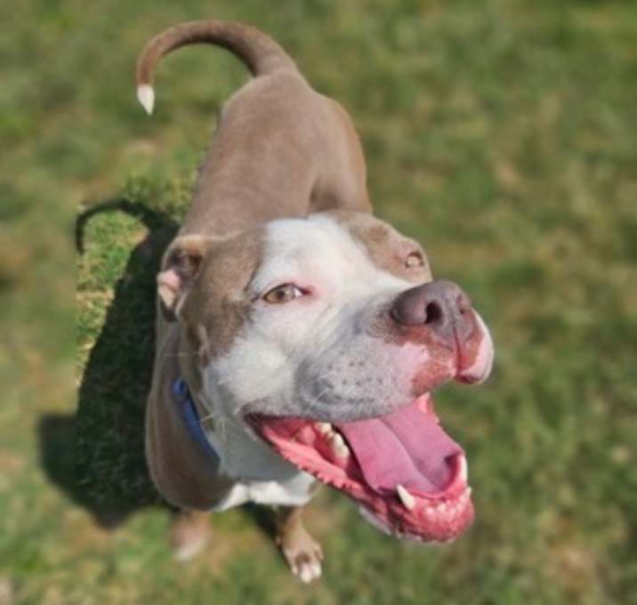 Photo of Lilo (in foster)