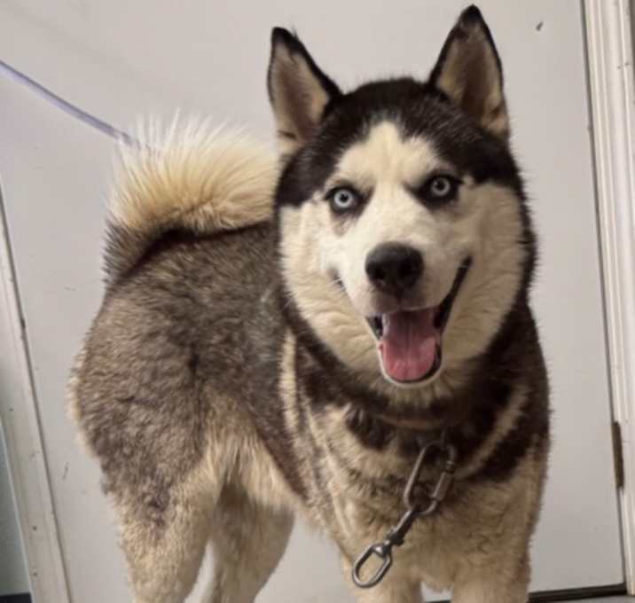 Photo of Apollo
