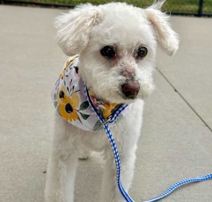 Photo of Willow