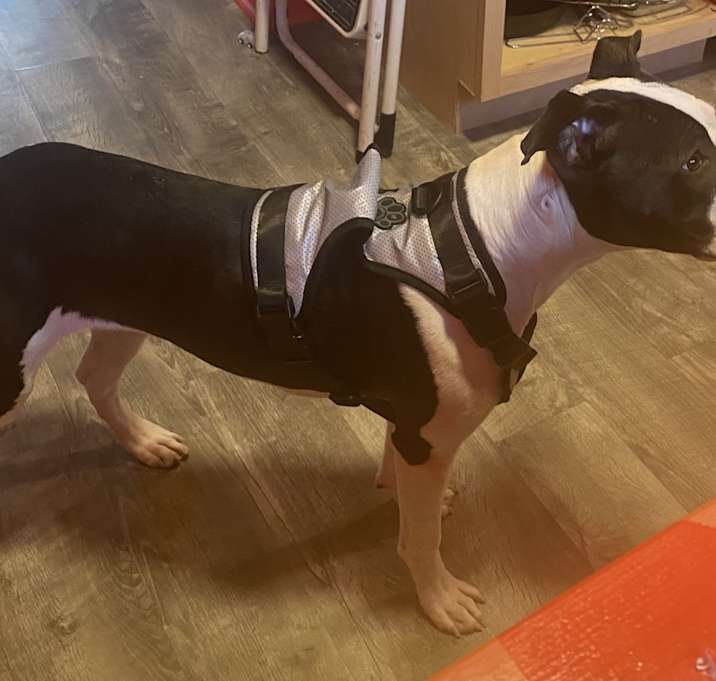 Photo of Pippa
