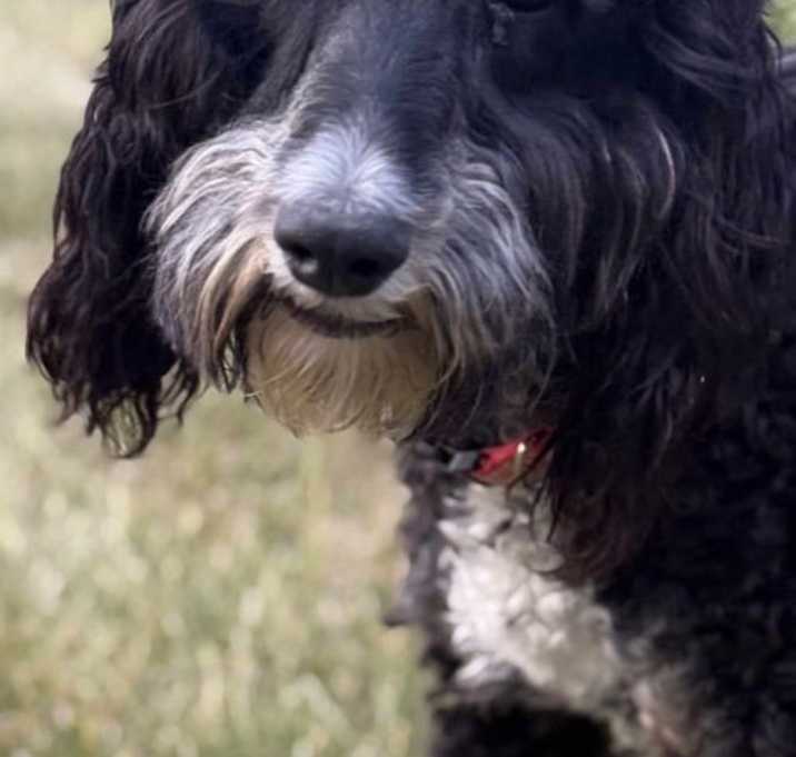 Photo of Lousee