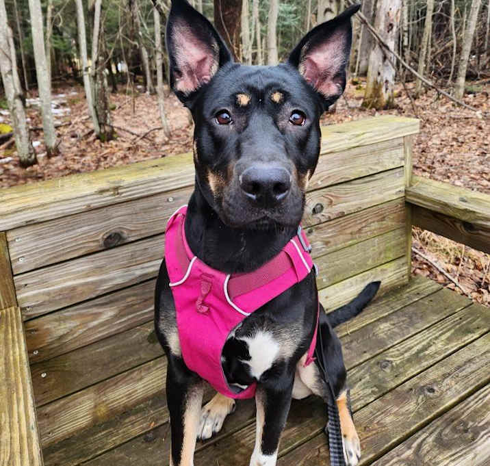 Photo of Freya