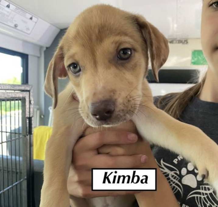 Photo of Kimba