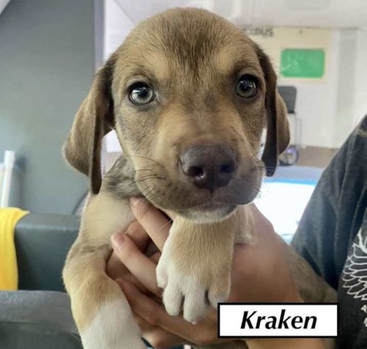 Photo of Kraken