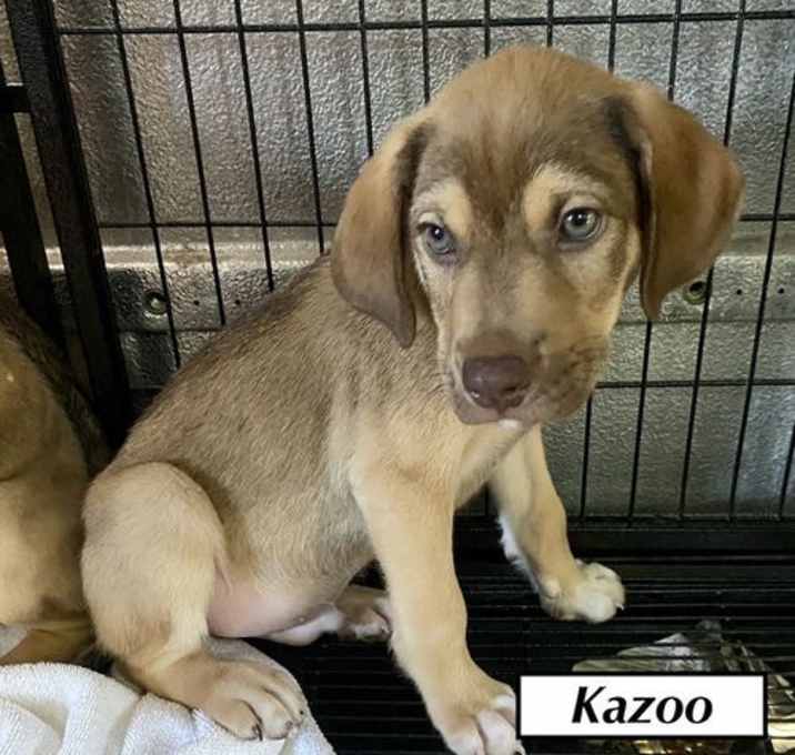 Photo of Kazoo