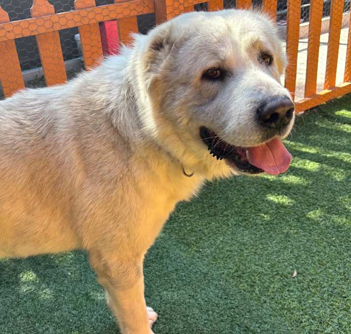 Photo of COZY A2196397