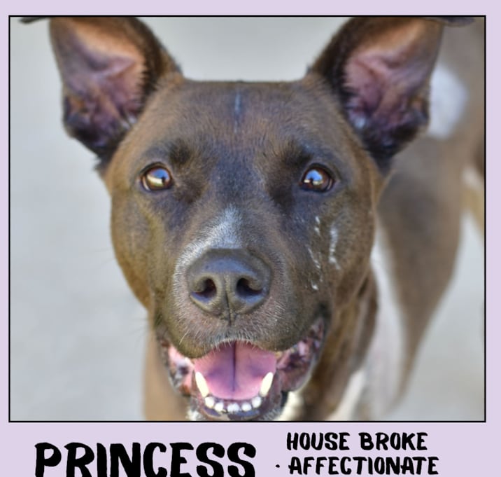 Photo of Princess