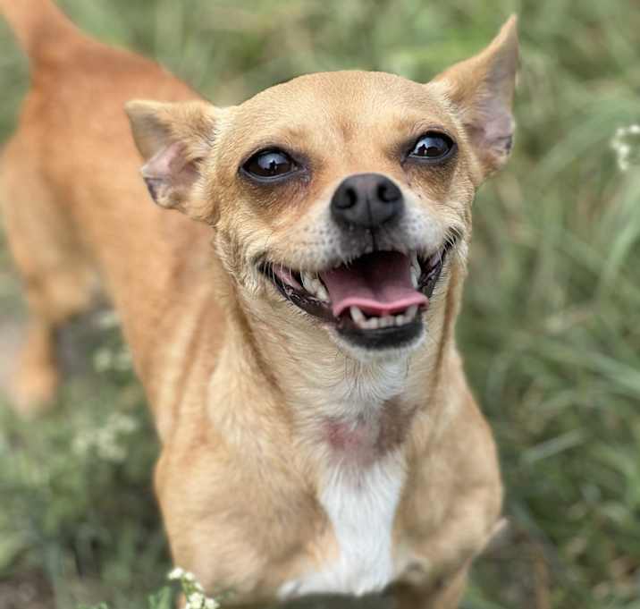 Photo of Little apple