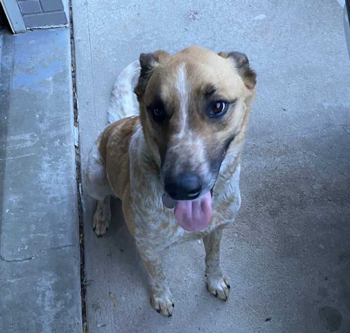 Photo of Duke