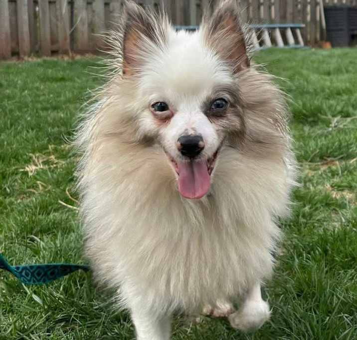 Photo of Petunia