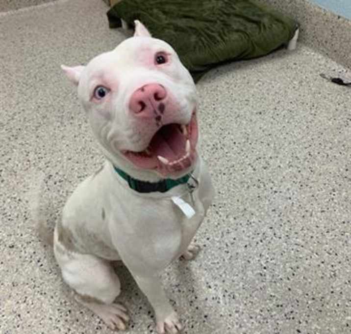 Photo of *LITTLE RASCAL