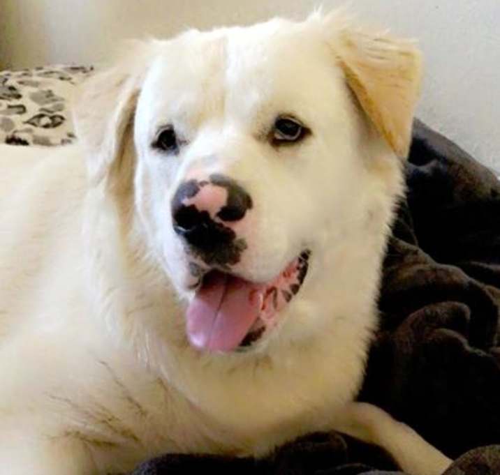 Photo of Brutus