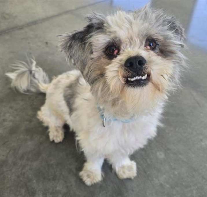 Photo of DENNIS