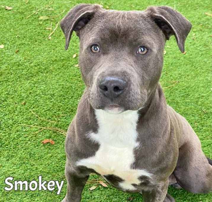 Photo of SMOKEY