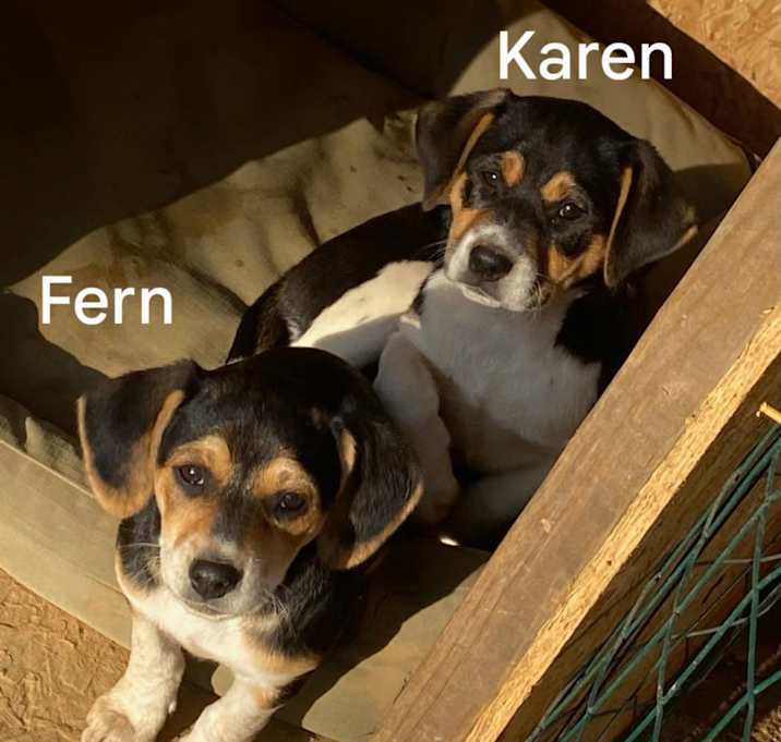 Photo of Karen - available 6/9