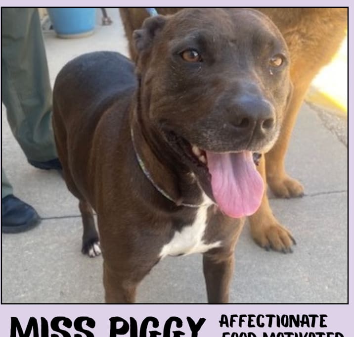 Photo of Miss Piggy