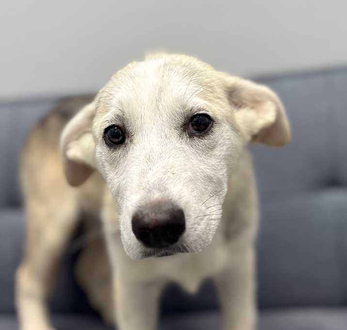 Photo of Glinda
